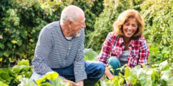 Senior couple gardening in the backyard garden.