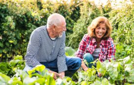 Senior couple gardening in the backyard garden.