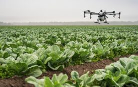 Spray drone flying over crops fields.