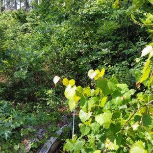 Established vegetation monitoring plot on a longleaf restoration project in Alabama: 1 year’s growth on midstory shrubs in 2017.