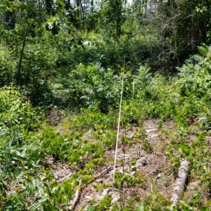 Figure 5. Established vegetation monitoring plot on a longleaf restoration project in Alabama: post overstory thinning targeting offsite pine in 2016.