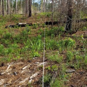 Established vegetation monitoring plot on a longleaf restoration project in Alabama: post-midstory herbicide treatment with triclopyr and prescribed burn in 2018.