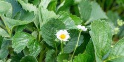 plant leaves surrounding a small white and yellow flower