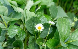 plant leaves surrounding a small white and yellow flower