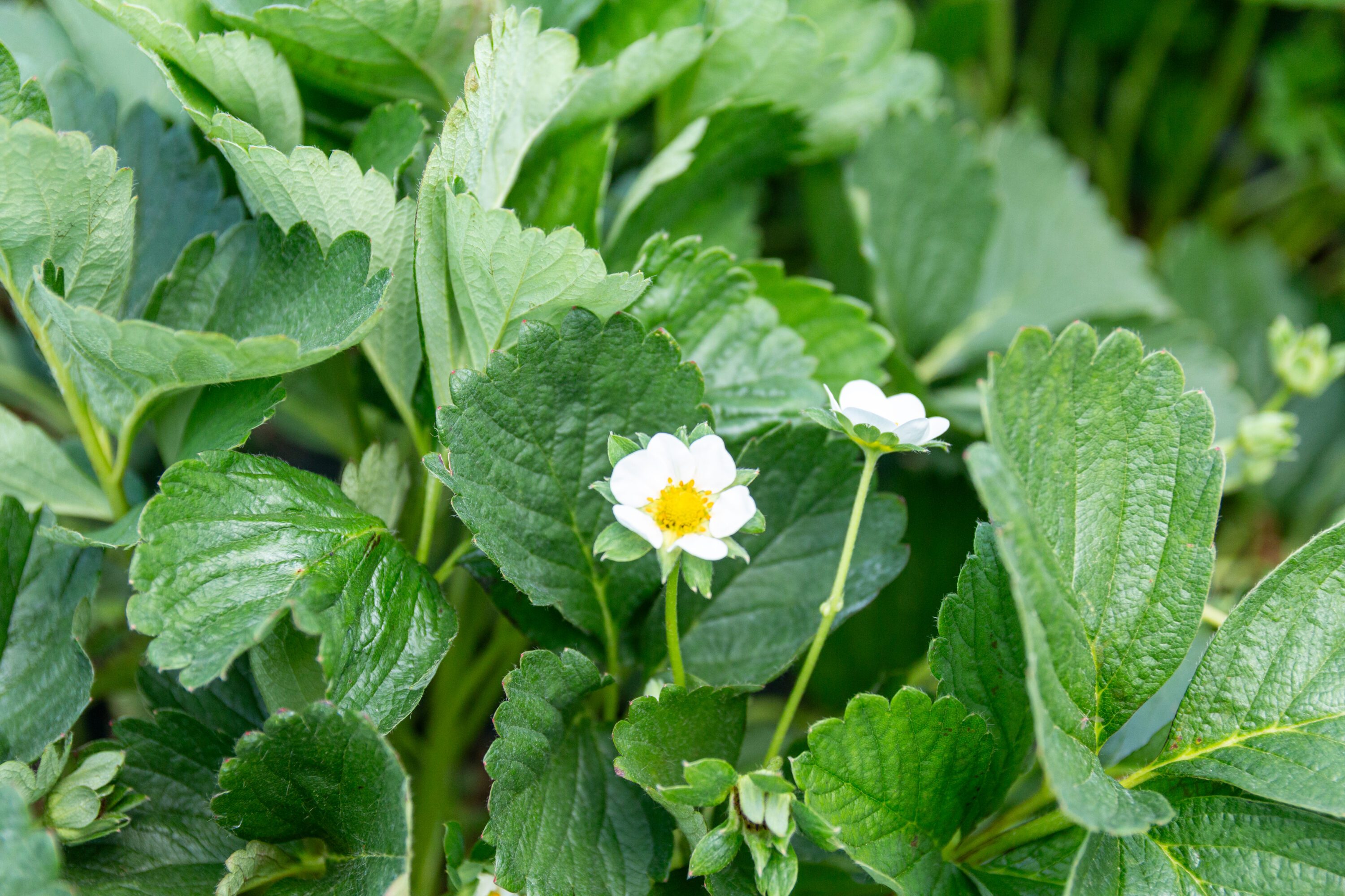 plant leaves surrounding a small white and yellow flower