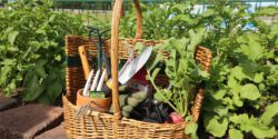 Gardening tools in a basket