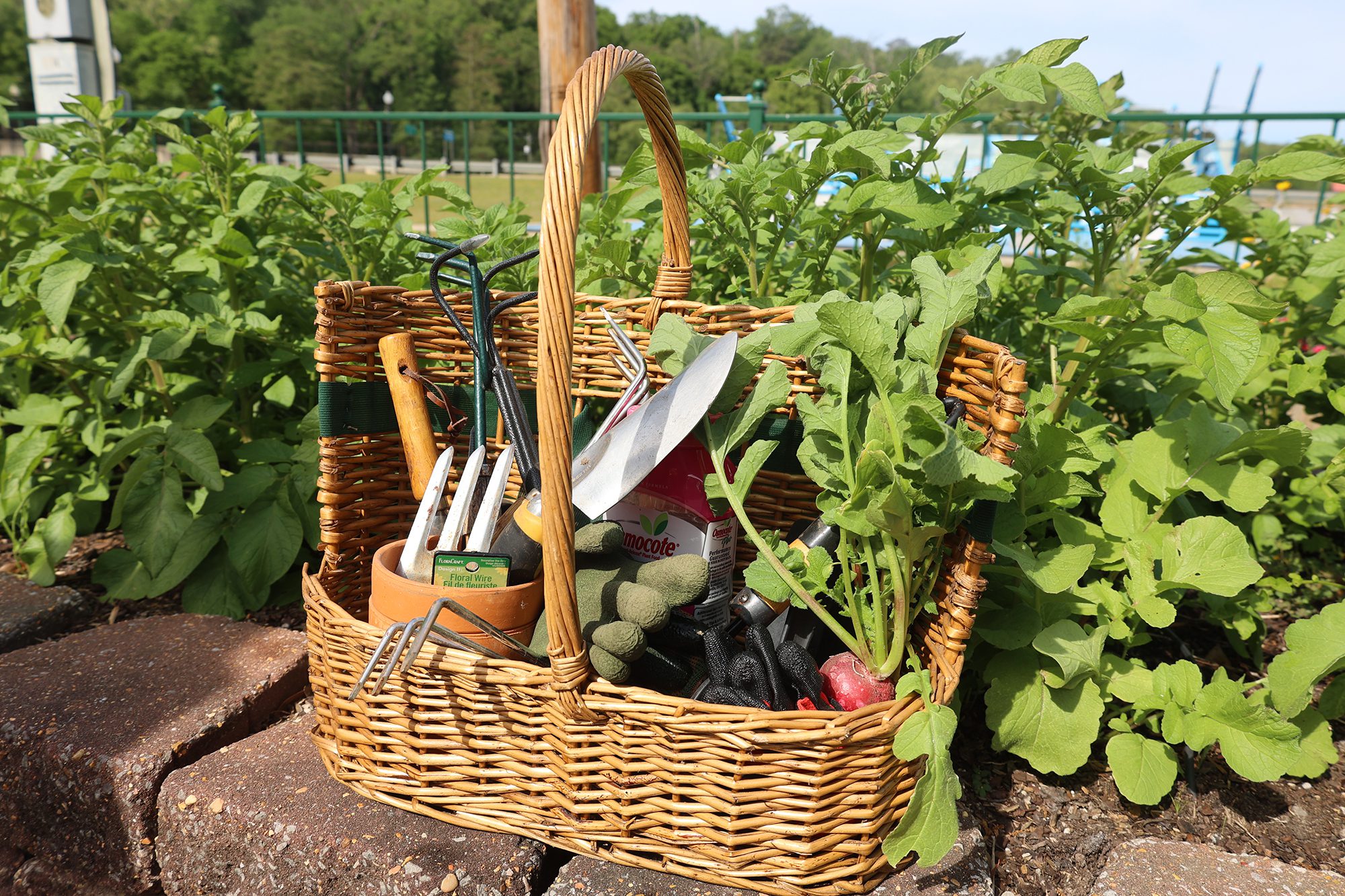 Gardening tools in a basket