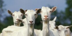 group of goats staring at the camera