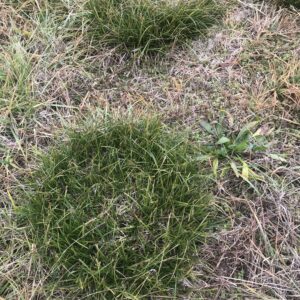 Figure 1. Established plants begin spreading from individual circular clumps.