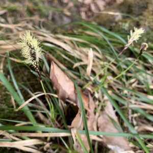 Figure 3. Close-up of wolftail sedge seed head showing the wheatlike, drooping clusters that give the plant its common name.