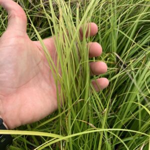 Figure 4. Wolftail sedge turns pale green between hay cuttings in late summer, contrasting with darker warm-season grasses.