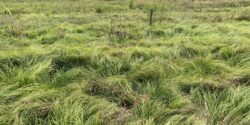 Figure 5. Wolftail sedge colony established in a tall fescue hayfield in Limestone County, Alabama. Dense infestations can displace desirable forage across large areas of a field.