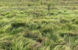 Figure 5. Wolftail sedge colony established in a tall fescue hayfield in Limestone County, Alabama. Dense infestations can displace desirable forage across large areas of a field.