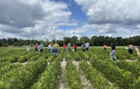 Students walk through soybean crop fields at Black Belt Research and Extension Center