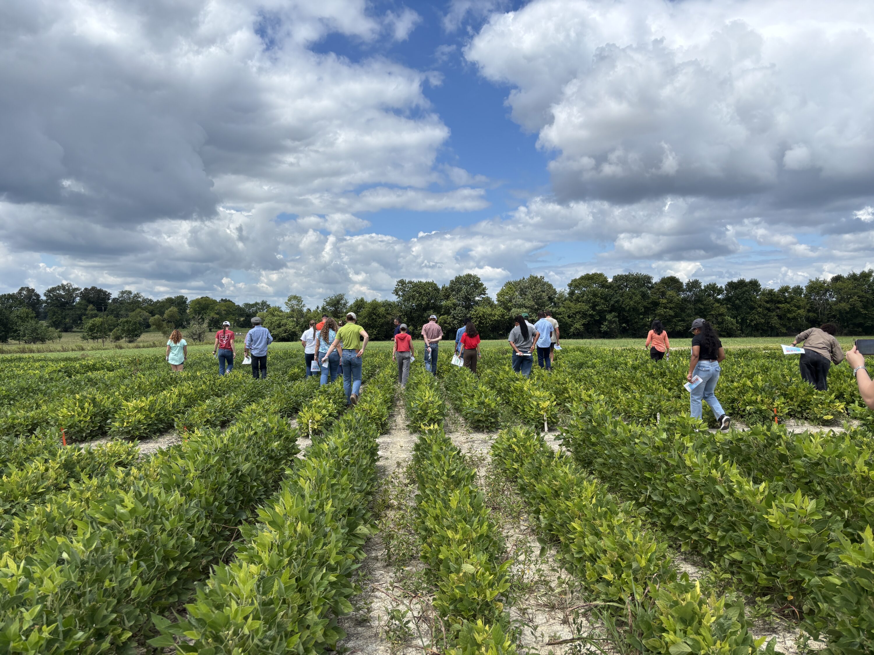 Students walk through soybean crop fields at Black Belt Research and Extension Center