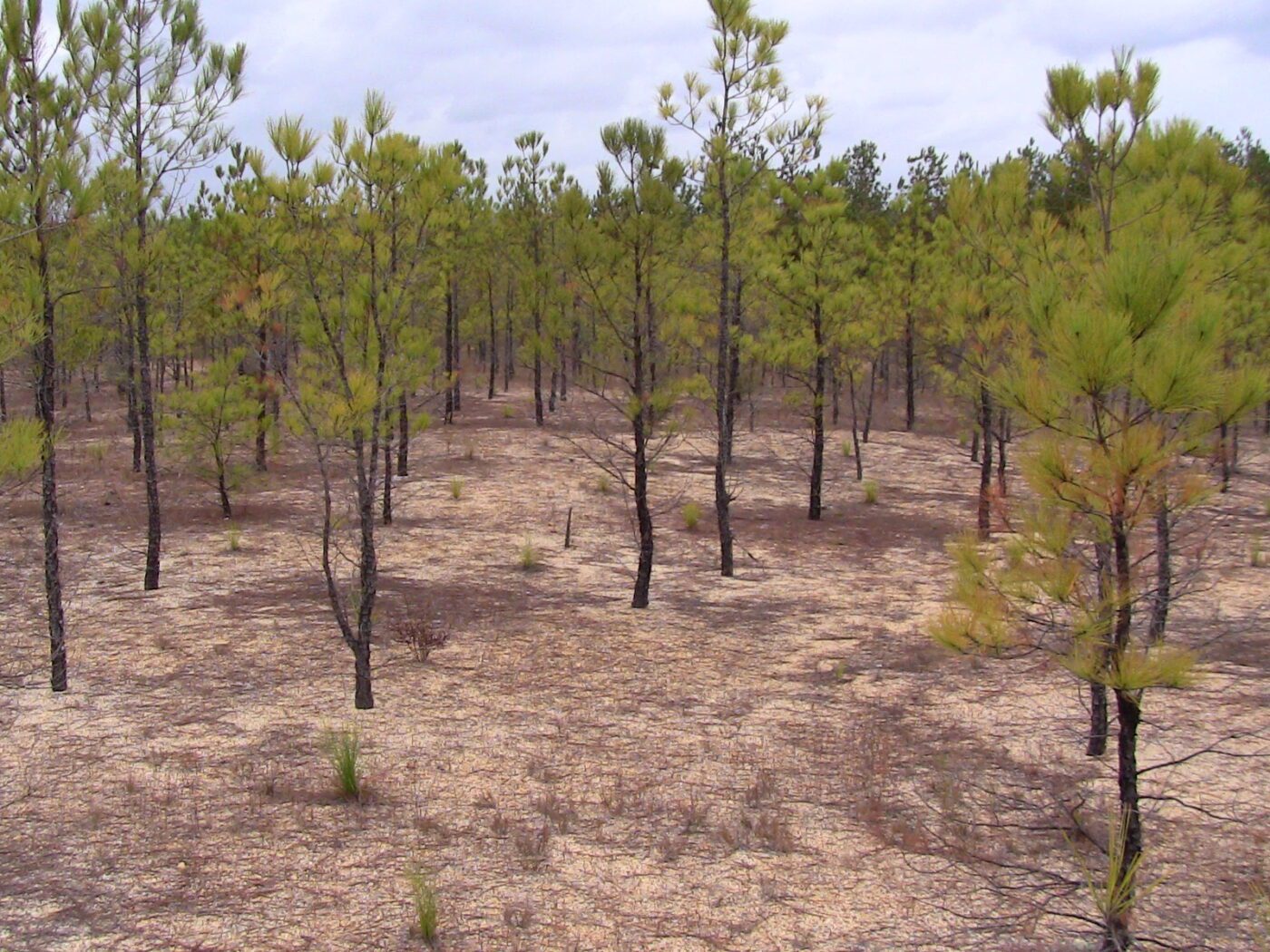 Gravel mine reclamation site in Escambia County, Alabama. Note the size of the 18-year-old loblolly pine and the 2-year-old grass-stage longleaf pine, and the lack of groundcover.