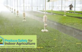 An overhead irrigation system in a greenhouse over young plants with the Produce Safety Indoor Agriculture logo.