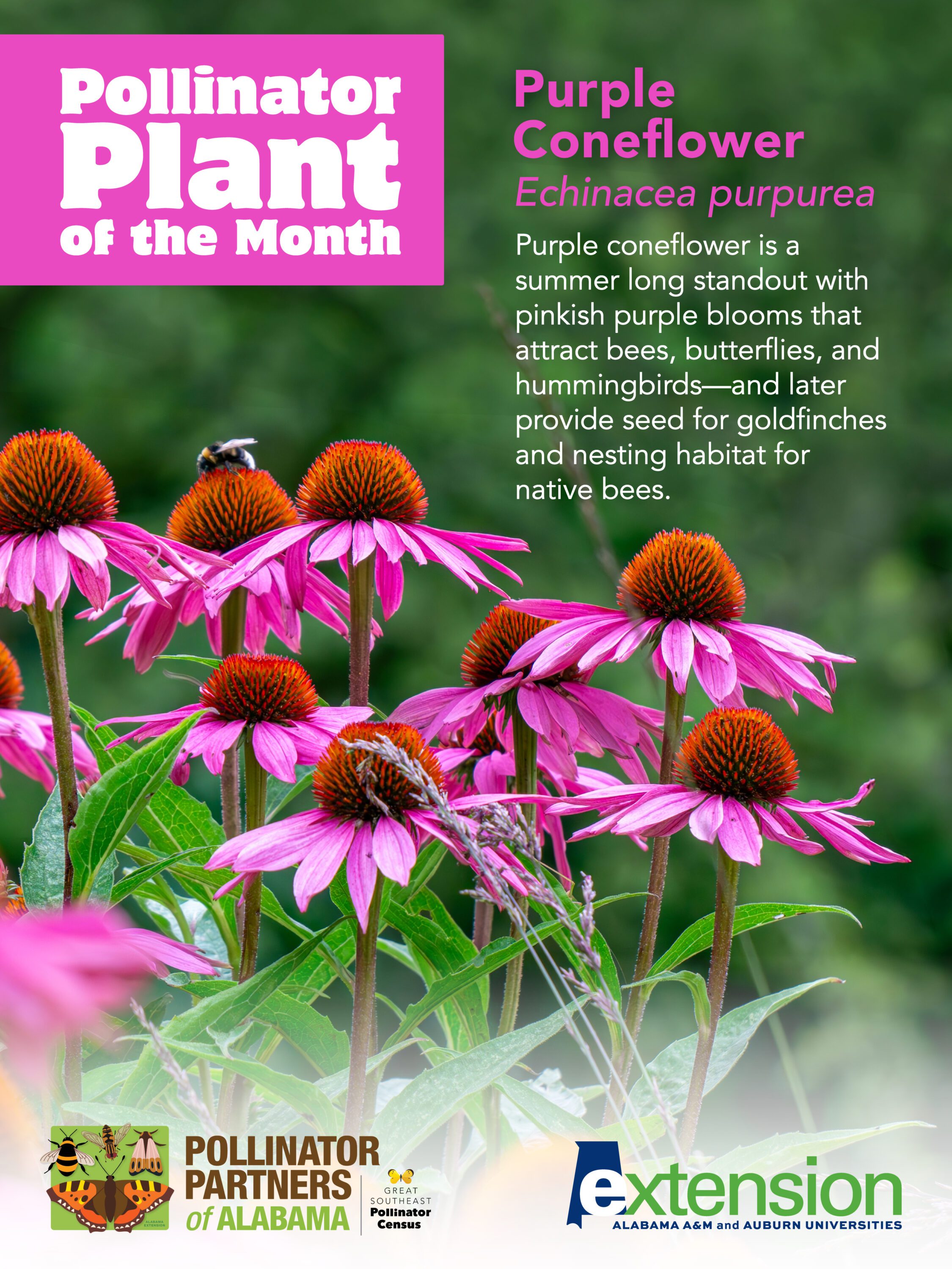 A graphic of a purple coneflower with the words Purple Coneflower (Echinacea purpurea) Pollinator Plant of the Month.