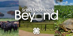 A collage of images that include cattle, Guntersville State Park, a river cooter turtle, soybeans, and a farm house and pasture. The Sand Mountain & Beyond and 4-H logo is overlaid the images.