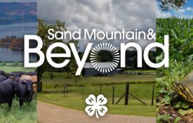 A collage of images that include cattle, Guntersville State Park, a river cooter turtle, soybeans, and a farm house and pasture. The Sand Mountain & Beyond and 4-H logo is overlaid the images.