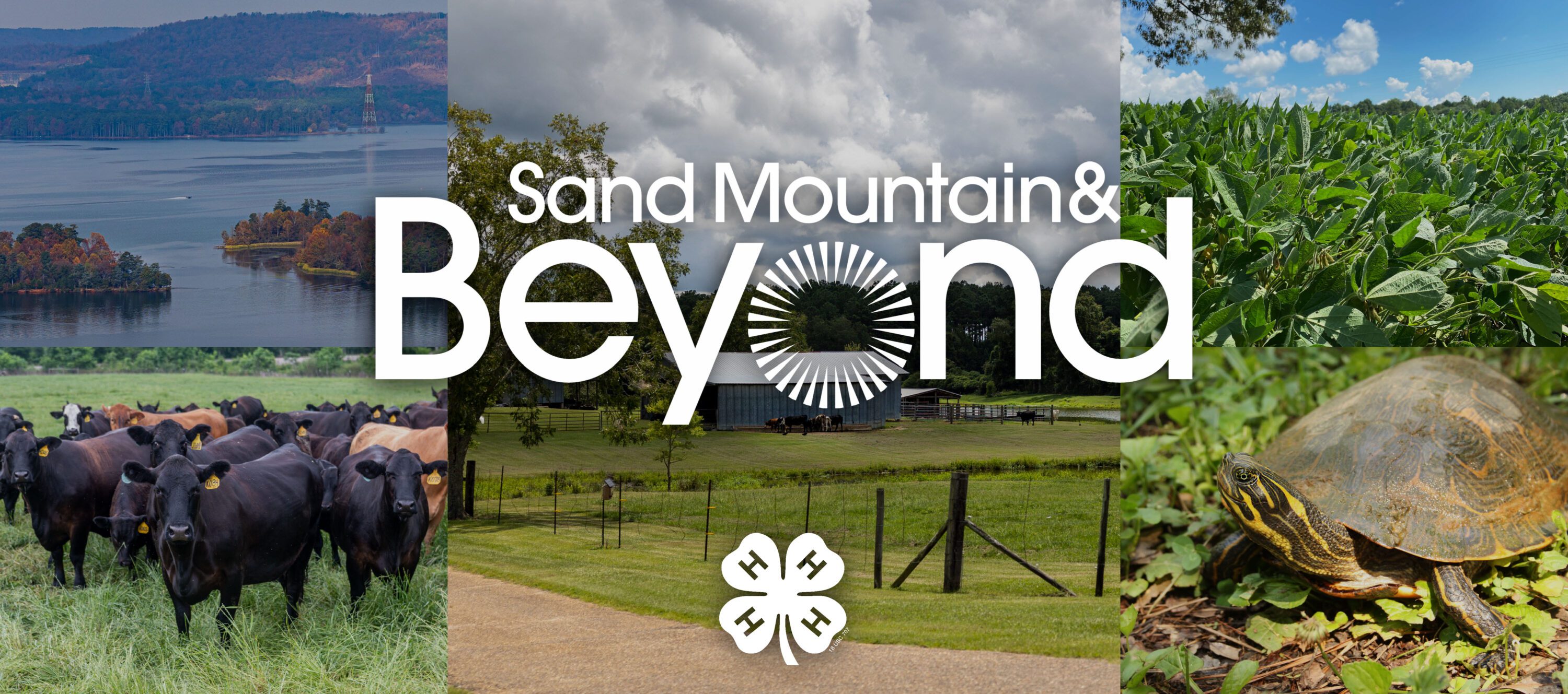 A collage of images that include cattle, Guntersville State Park, a river cooter turtle, soybeans, and a farm house and pasture. The Sand Mountain & Beyond and 4-H logo is overlaid the images.