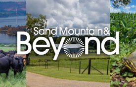 A collage of images that include cattle, Guntersville State Park, a river cooter turtle, soybeans, and a farm house and pasture. The Sand Mountain & Beyond logo is overlaid the images.