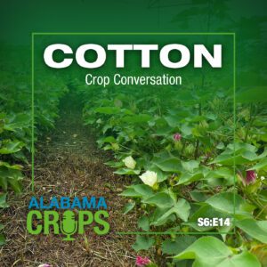 Cotton Crop Conversation. Alabama Crops report podcast logo with season 6 episode 14. All words on top of cotton plant image