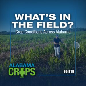 Episode title with podcast logo and season 6 episode 15. Background image of a person insect scouting a field with a net.