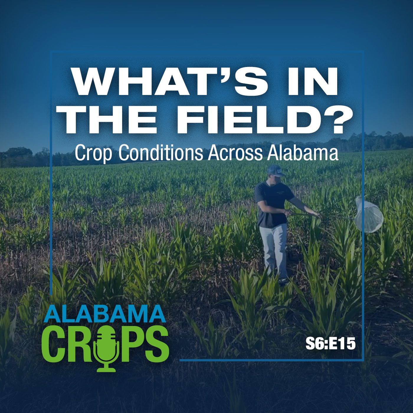 Episode title with podcast logo and season 6 episode 15. Background image of a person insect scouting a field with a net.