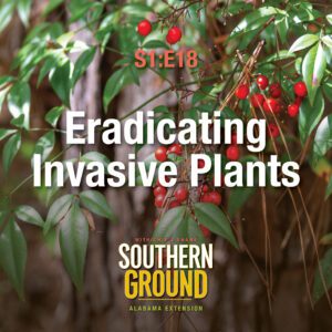 A square image of nandina. The image has the following words: S1E18 Eradicating Invasive Species and the Southern Ground Alabama Extension logo at the bottom.