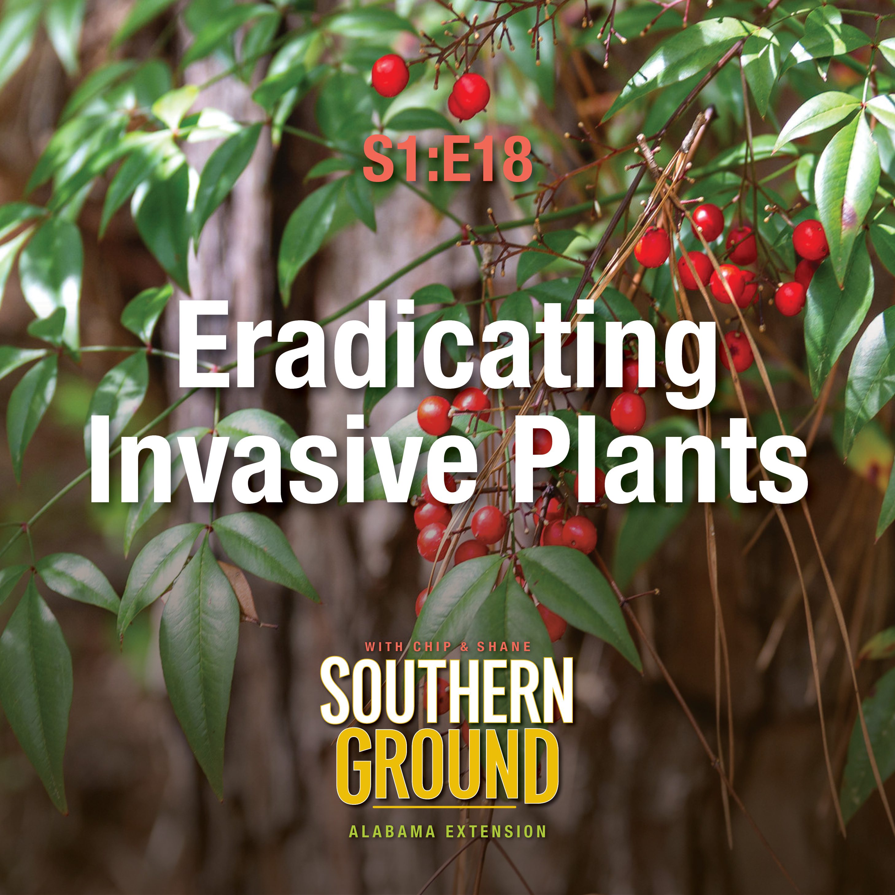 A square image of nandina. The image has the following words: S1E18 Eradicating Invasive Species and the Southern Ground Alabama Extension logo at the bottom.