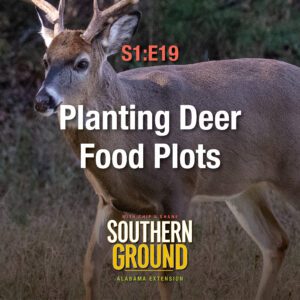 A square image of a white-tailed deer buck. The image has the following words: S1E19 Planting Deer Food Plots and the Southern Ground Alabama Extension logo at the bottom.