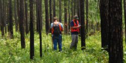 Two men in a wooded area taking tree measurements.
