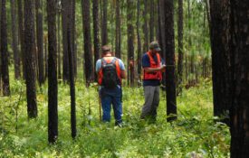 Two men in a wooded area taking tree measurements.