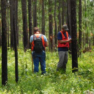 Two men in a wooded area taking tree measurements.