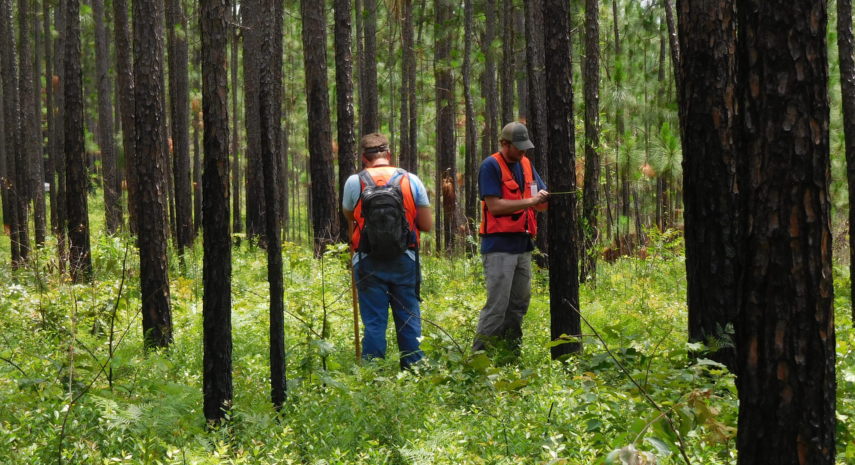Two men in a wooded area taking tree measurements.