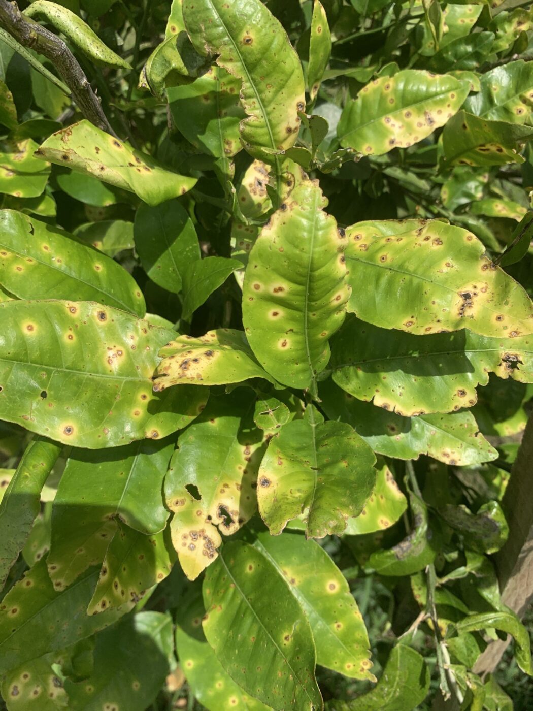 Citrus canker disease