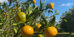 Satsuma orchard