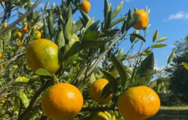 Satsuma orchard