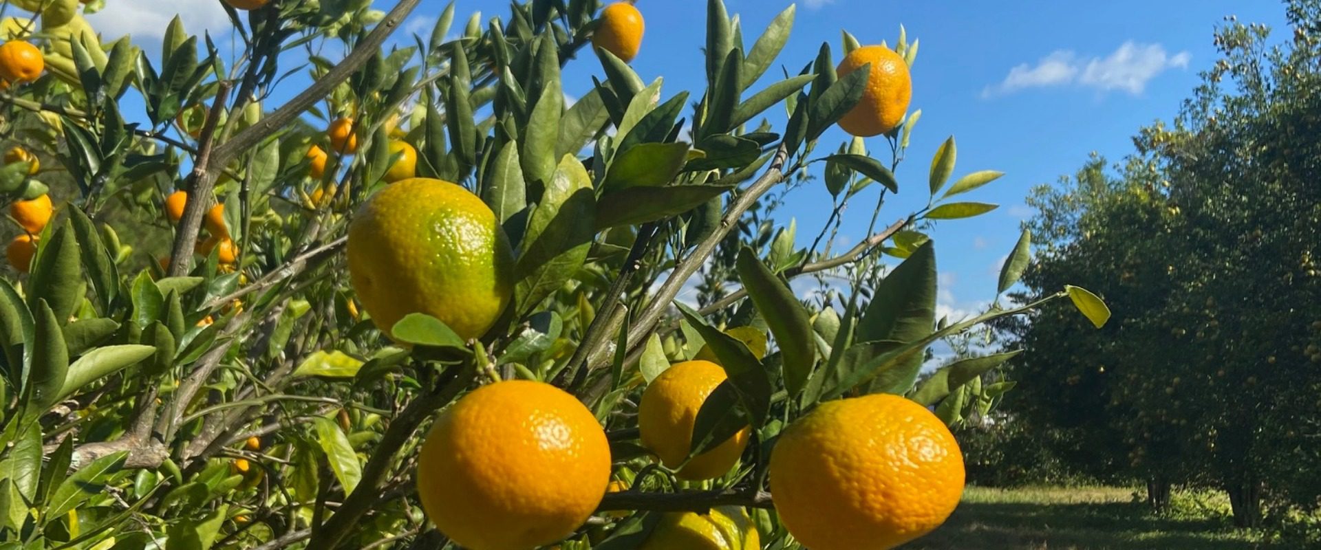 Satsuma orchard