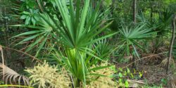 Saw palmetto growing in a forested area.