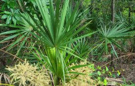 Saw palmetto growing in a forested area.