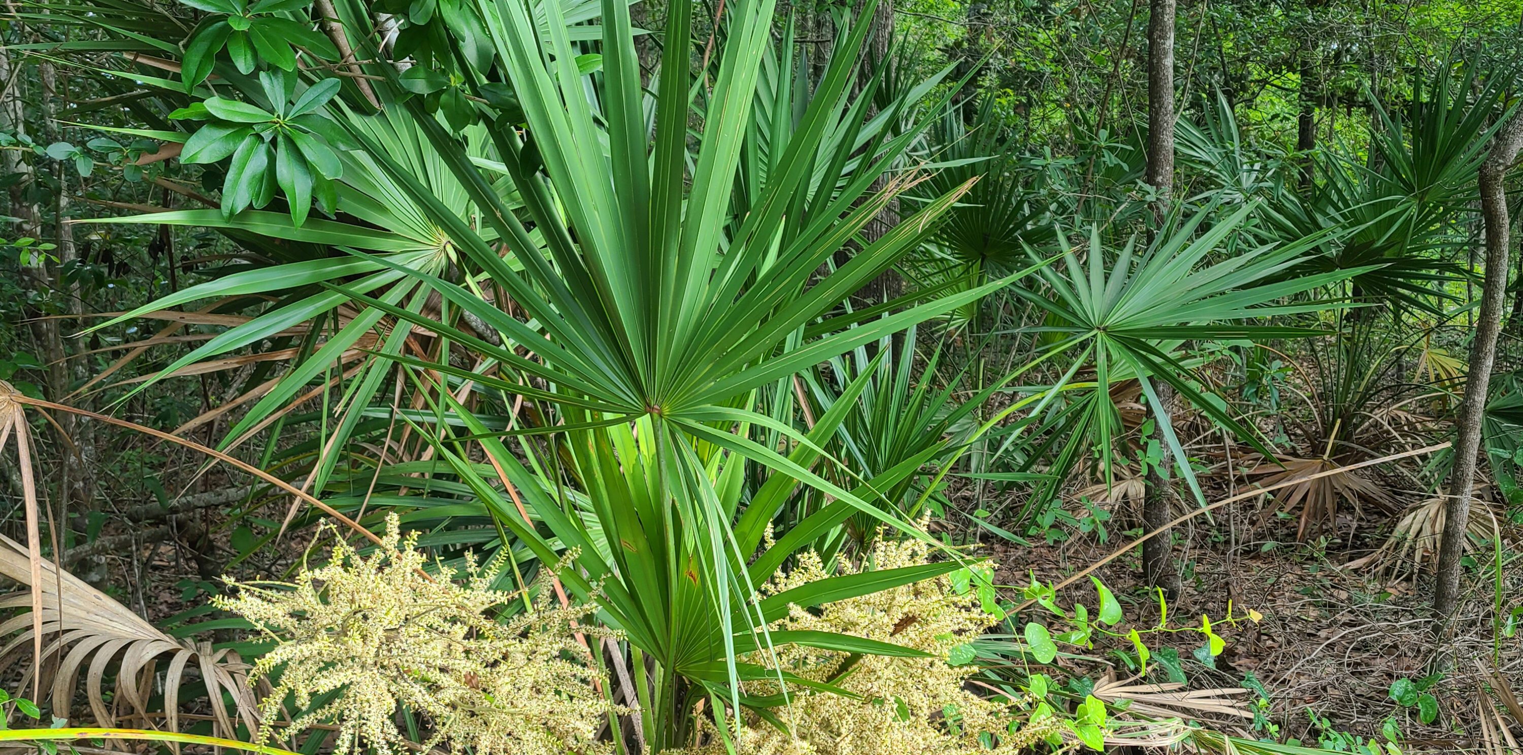 Saw palmetto growing in a forested area.