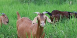 Close-up photos of goats grazing on grass for article discussing barber-pole worm