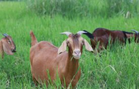 Close-up photos of goats grazing on grass for article discussing barber-pole worm