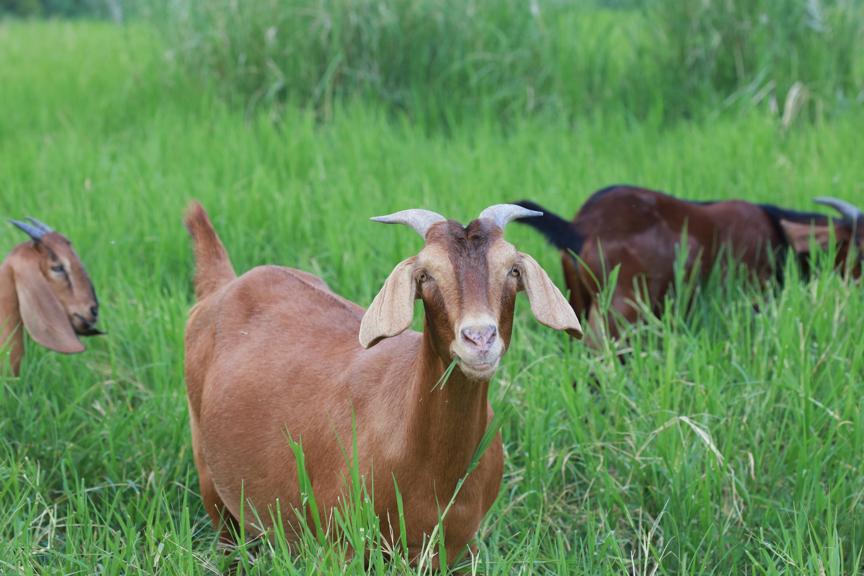 Close-up photos of goats grazing on grass for article discussing barber-pole worm
