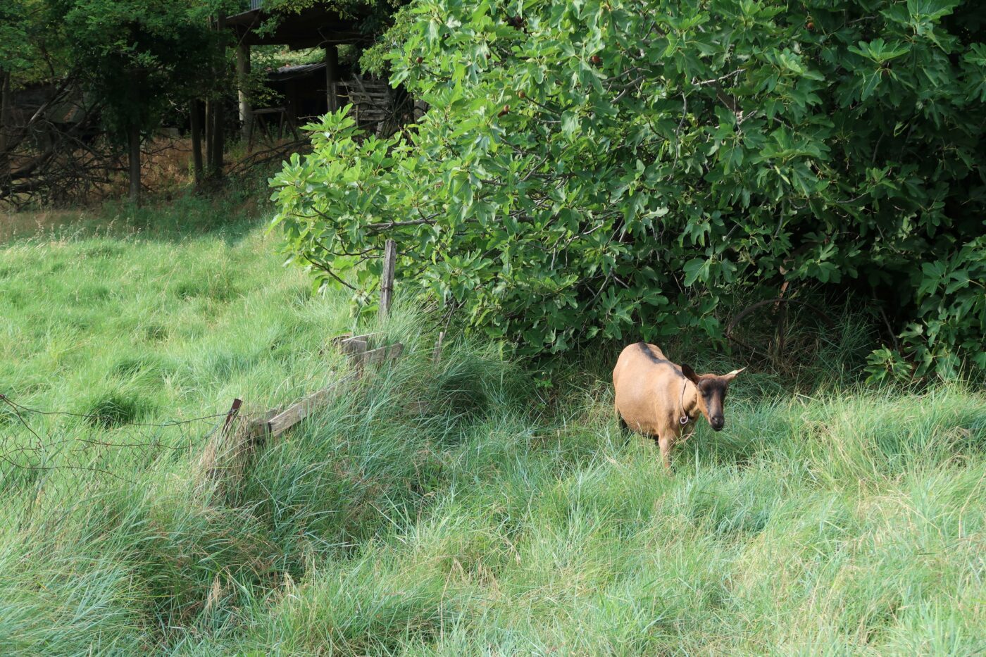 forage