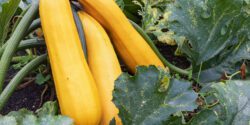 Yellow squash in a field