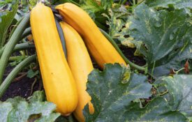 Yellow squash in a field