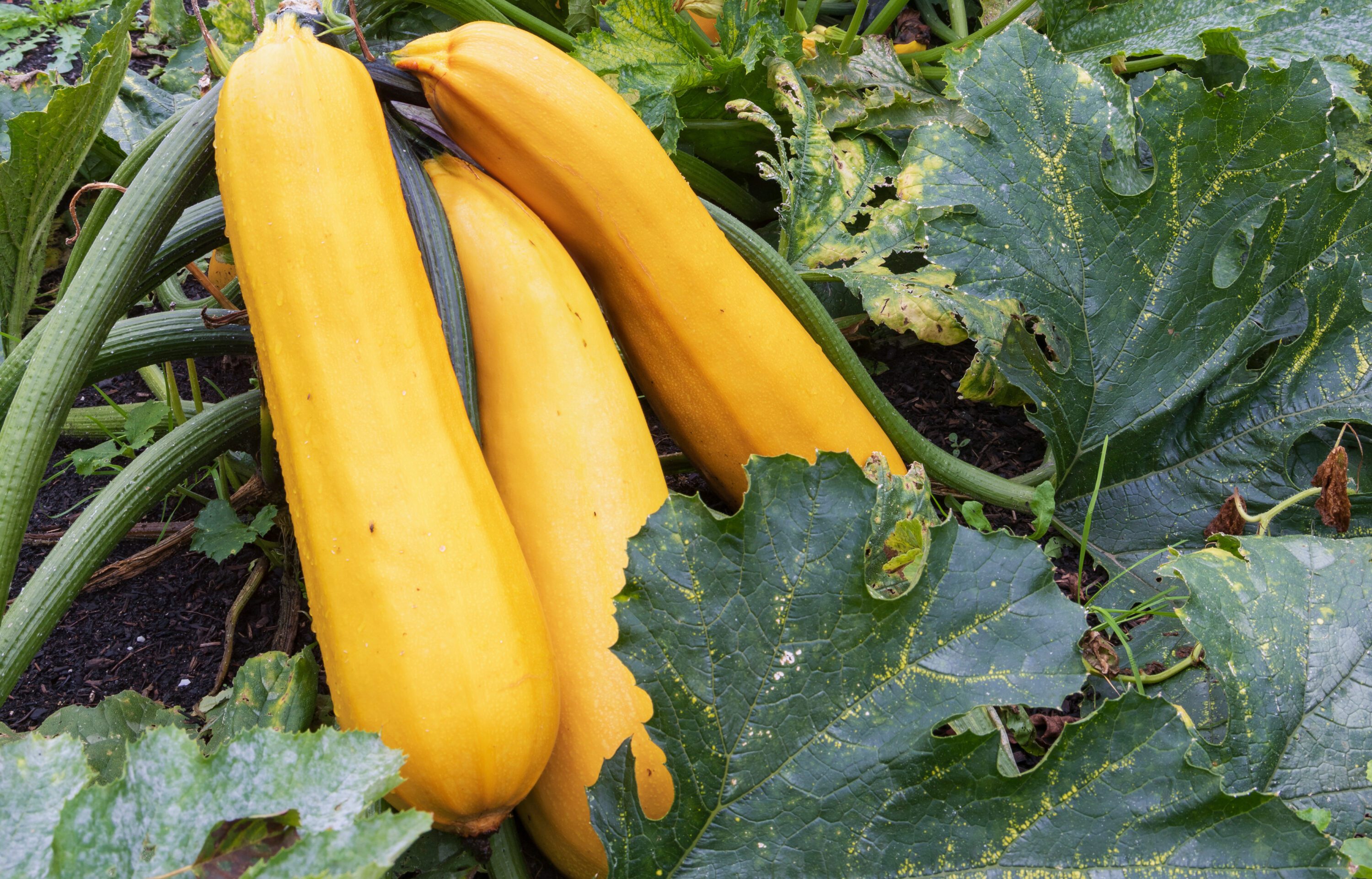 Yellow squash in a field